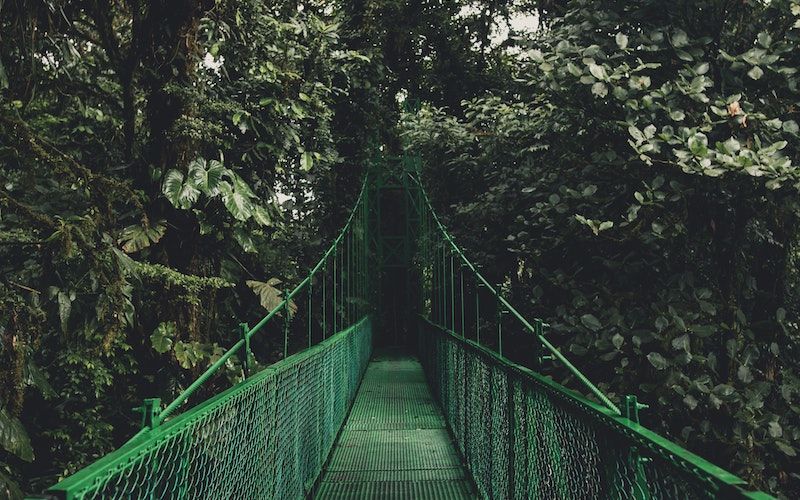 Image of green bridge in dark green jungle.
