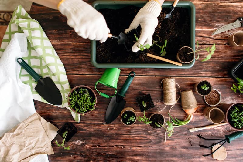 Above view of hands working with potted plants on desk.