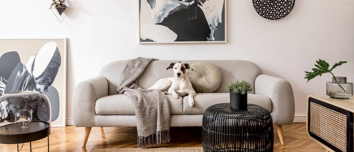 Interior of modern Scandinavian designed living room with dog on couch and statement art as well as natural and monochromatic elements.