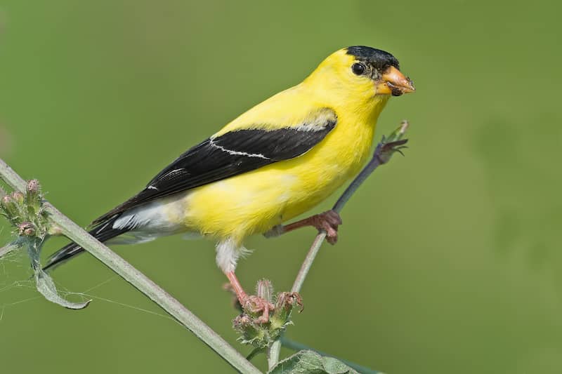yellow American goldfinch perched on a twig