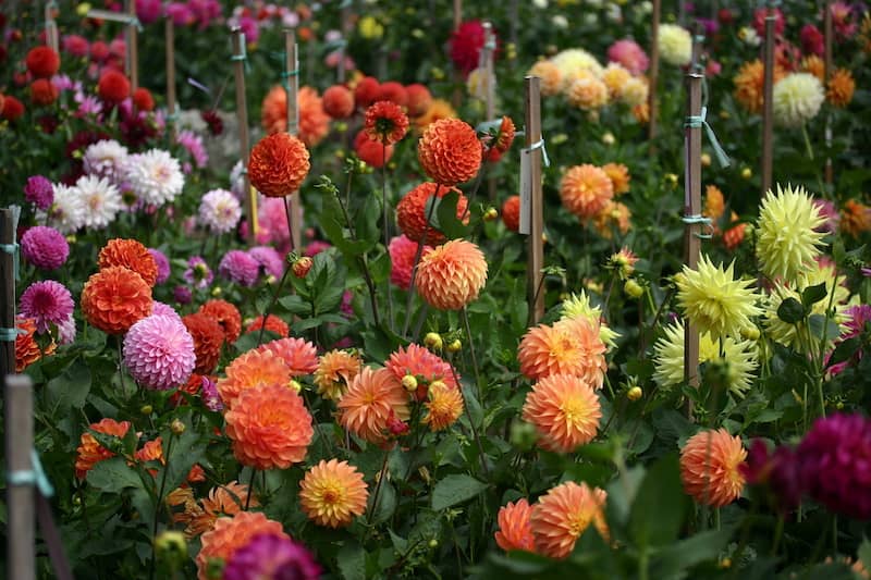 dahlias