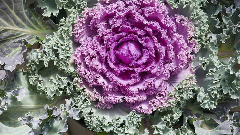 ornamental kle