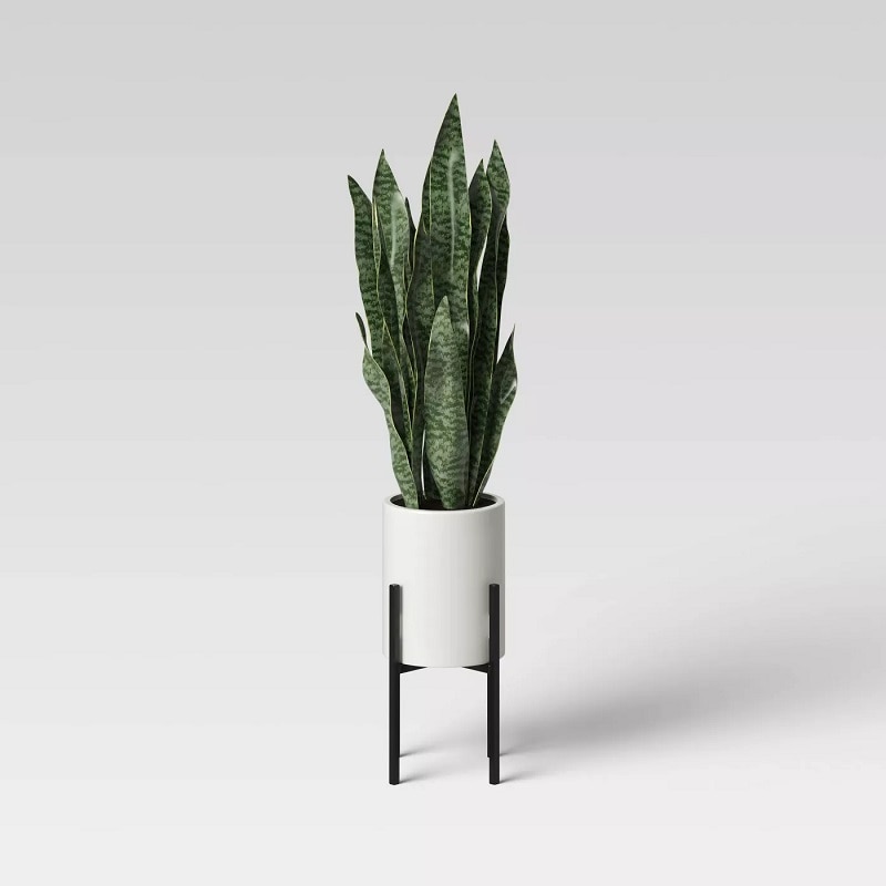 mid-height snake plant in a white planter on a 3 footed wood stool