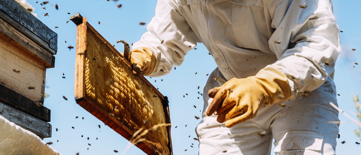 keeper holding bee hive