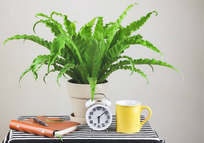 Potted Green Birds Nest Fern On Bed Side Table With Alarm Clock And Journal And Coffee Cup