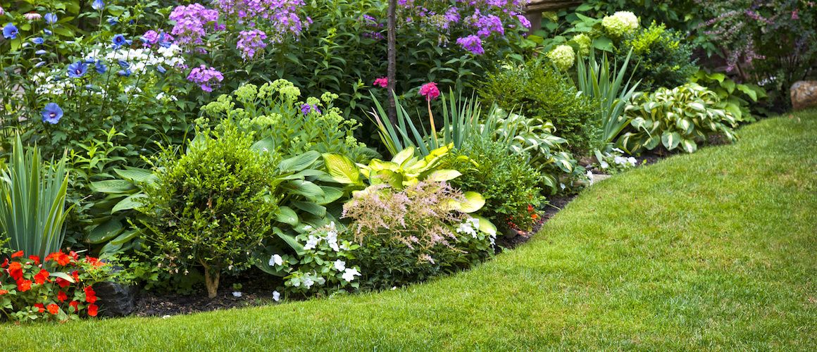 Lush rain garden.