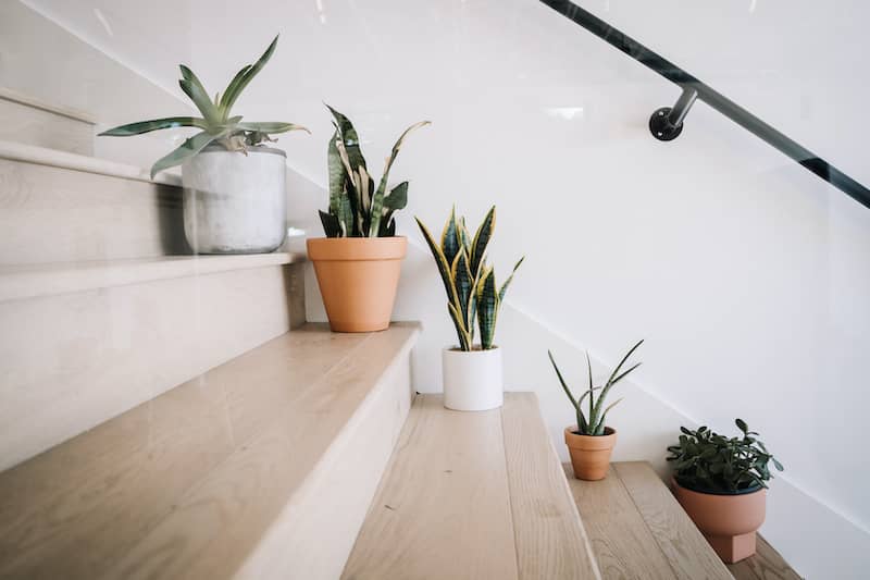 Potted Plants Along Staircase