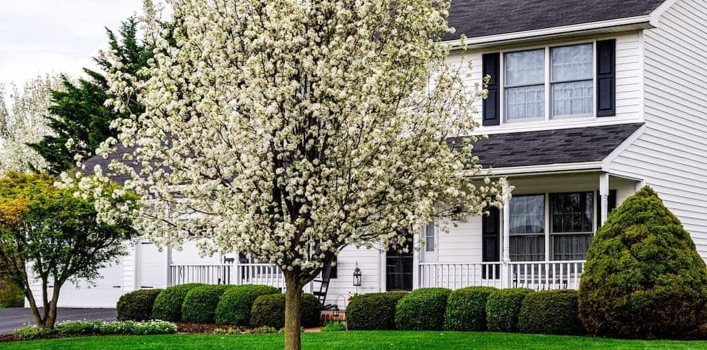 White House With Black Trim And Blooming Tree
