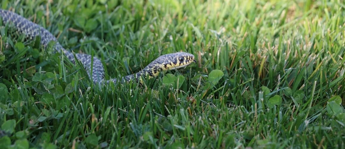 Snake in A Yard