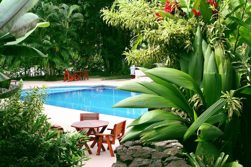 pool surrounded by tropical plants