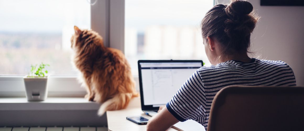 Woman on laptop working, with cat on the windowsill.